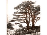 Cedars of Lebanon must have been far more extensive. In contrast to Palestine, Lebanon is well supplied with streams. An early photograph.